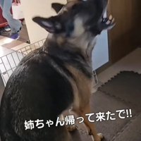 吠える犬