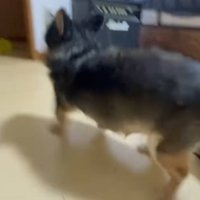 興奮して走りだす小型犬