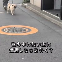 散歩中のむさし君