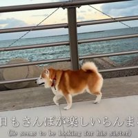 柴犬らんまるくん