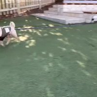 茶々丸くんのハプニング8