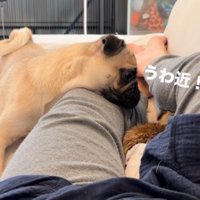 犬との距離に驚いて、飼い主の足の間に顔を埋めるミーアキャット