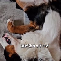 ヘソ天する都ちゃん2