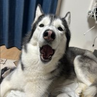 ラニちゃんがあくびをする瞬間