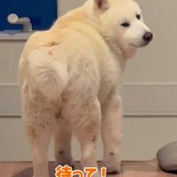 「本当に大丈夫…？」