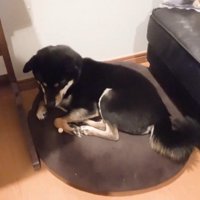 1粒残しているぴょん吉くん