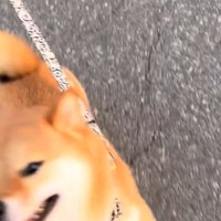 喜ぶ犬3