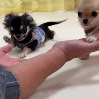 オテする2匹