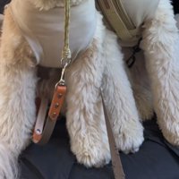 車内に座る2匹の犬