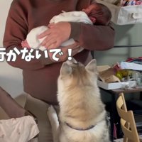 「弟を連れて行かないで！」
