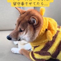 視線を逸らすこてつ君