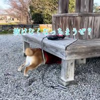 潜っていくりんちゃん