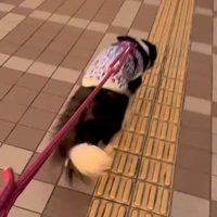 ママに駆け寄る