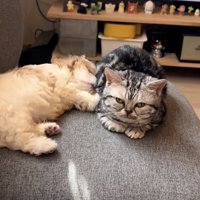 ずっと見ていたい光景です
