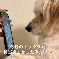 画面を見る犬3