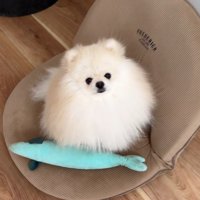 体調不良のレモンさんと優しいポテチくん9