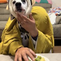 着物姿でケーキを前に座る犬