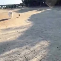 2匹の愛犬が走ってきた