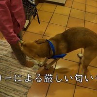 「どこで何してたの？」とクンクン…