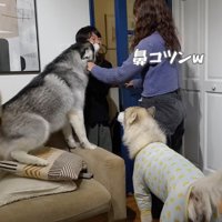 リビングに入ってきた男の子に鼻を当てる黒いハスキー犬