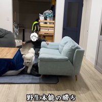 まる君VS男の子8