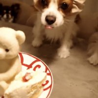 ケーキに近づく犬