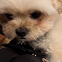 眠たいすずめちゃん