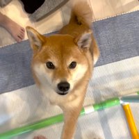「パパ！助けてあげて」