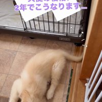 天使のようなブランくん2