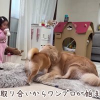 元気いっぱいにワンプロ中