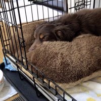 安心しきっています