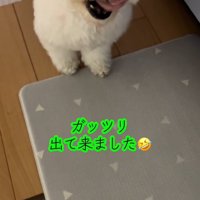 下で口元を舐める犬
