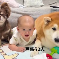 赤ちゃんと柴雄くんと茶太郎くん9