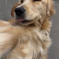 飼い主に撫でられて舌を出す犬