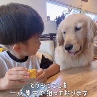 とうもろこしは絶対に食べたいエルさん