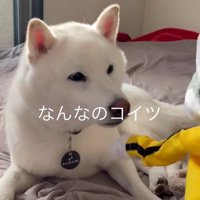 パンチするおもちゃVSだい吉くん7