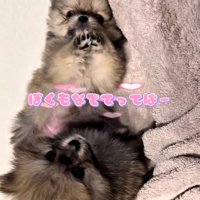 もっと撫でてほしいテディ君