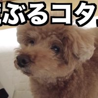 「まだ！？まだ！？」