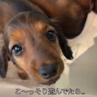 投稿者さんを見る子犬