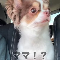 「あれはママ！？」
