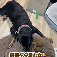 あずきちゃん、尻尾ブンブン