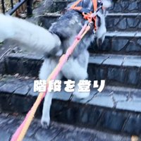 階段を登る若いハスキー犬