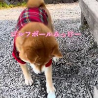 ゴルフボールを見つけたりんちゃん