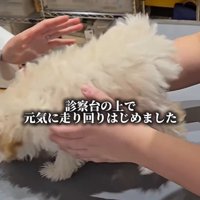 注射後のぱうちゃん9