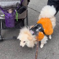 老年男性から体を離して4本足で立つ犬