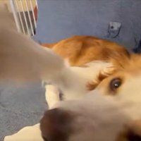 パンチ