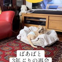 おばあちゃんをじーっ…