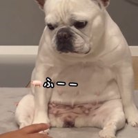 ため息をつく小型犬