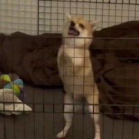 「ちょーだい！！」