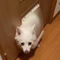 犬はもう